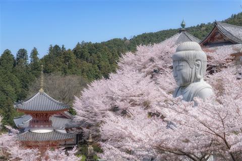 壷阪寺（4月頃撮影）